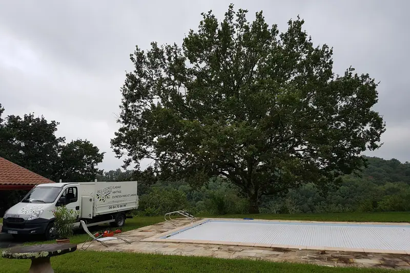 Grand arbre avant intervention, vu depuis le sol